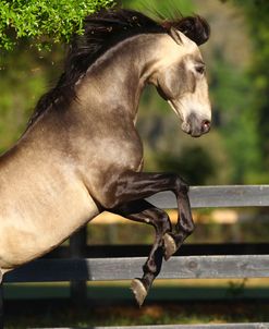 A21C3286 Rearing Buckskin Lusitano Stallion – Veneno Imperial – Shangrila Farm, FLA