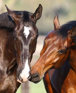 1Z5F2993 Meeting, Canadian Sport Horses, Kingridge Stables, FL