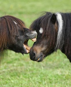 1Z5F6926 Shetland Stallions Meeting, Skelberry Shetlands, UK