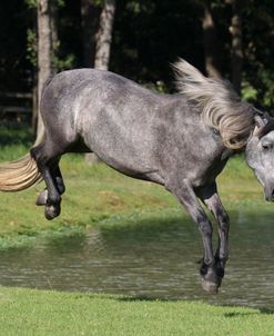 A21C0228 Bucking, Warlander, Friesan X – RDL Spirito – Owned By Amy Meyers, TX