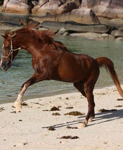 A21C7883 Arab Stallion – Typhoon – Kempinskis Horses In Seychelles