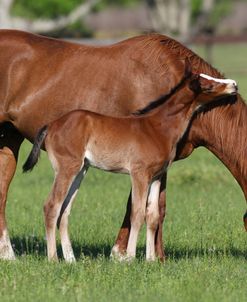 A21C8236 Behaviour, Quarter Horse Mare & Foal, Bo – Bett Farm, FL
