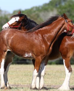 A21C8342 Mutual Grooming, Clydesdales, 3R, TX