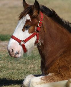 A21C8377 Clydesdale Foal Resting, 3R, TX