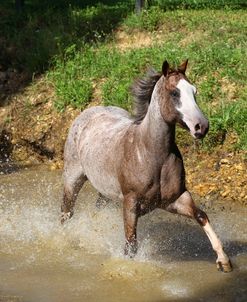 A21C8396 Behaviour, Quarter Horse Mare – DMAC Spoon Tango – In Water, Yellow Creek Ranch, TN
