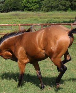 A21C3566 Bucking Quarter Horse, Topstep Farm, TX