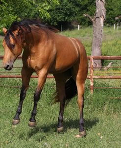 A21C3603 Bucking Quarter Horse, Topstep Farm, TX