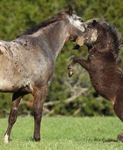 A21C4918 Appaloosa & Miniature Playing, Lynns Appaloosas, FL