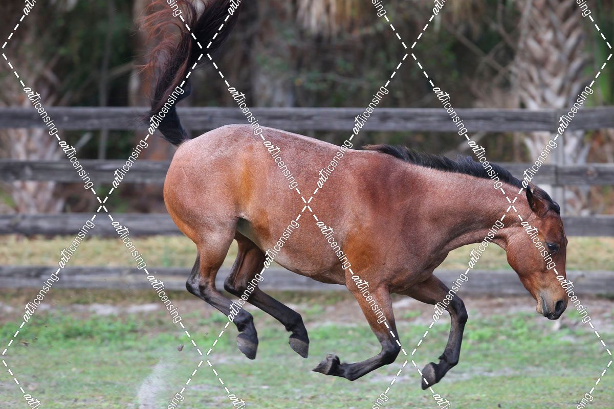 AV4C2421 Bucking Quarter Pony – Peppie – Rockridge, FL