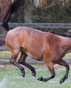 AV4C2421 Bucking Quarter Pony – Peppie – Rockridge, FL