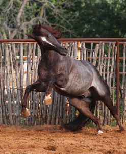 AV4C3090 Behaviour, Quarter Horse, 5 Star Quarter Horses, TX