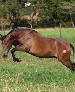 AV4C9719 P.R.E. Andalucian Colt – Virgilio – Ganado De La Sierra, Costa Rica