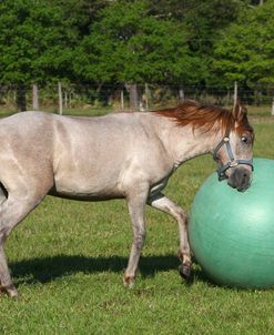 CQ2R0908 Paso Fino – Johnny – Playing With HorseBall, Owned By Tina Kohler, Hacienda Del Zorro, FL