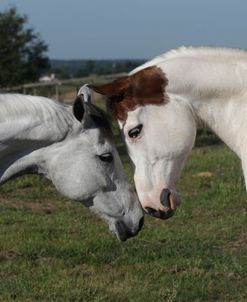 A21C9003 Meeting, Quarter Horse – Ali & Tovero Paint – Hitter – Painted Feather Farm, FL