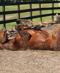 AV4C0357 Rolling, Quarter Horse – Jessie – Pine Meadows Quarter Horses, FL