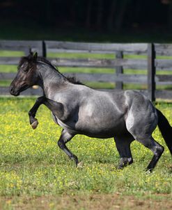 AV4C0644 Quarter Horse Stallion – TR Bet On Me – Yellow Creek Ranch, TN