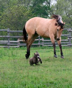 IMG_9634 Quarter Horse – Sister & Dog – Chapel Creek Ranch, TX