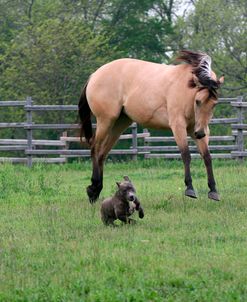 IMG_9634 Quarter Horse – Sister & Dog – Chapel Creek Ranch, TX