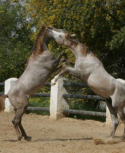 JQ4P0143 Arab Yearlings Playing The Royal Stables, Jordan