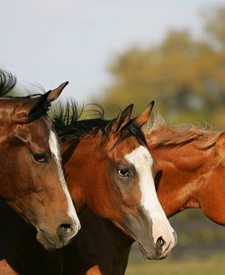 JQ4P1059 Quarter Horses, Blaze Markings