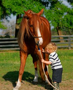 JQ4P1426 Child & Arab Vee – Jay Arabians, FL