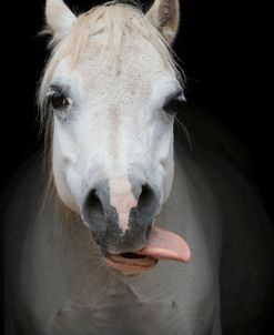 CQ2R5384 Tongue Out, Welsh Mountain Pony Looking Over Stable Door, Llanarth Stud, UK