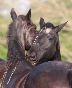 CQ2R6833 Mutual Grooming, Friesians, Bluffview Clydesdales & Friesians, FL