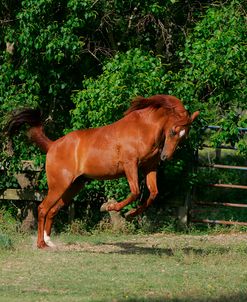 MD3P6390 Anglo Arab – Moulin Rouge – Owned By Jennifer Godwin, Sonesta Farms, TX