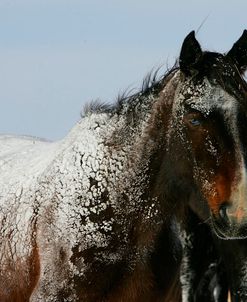 MD3P2733 Nokota Horse In The Snow, North Dakota