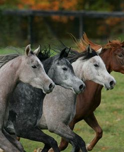 MD3P2965 Arab Yearlings Imperial Egyptian Arabians, MD (CD2)