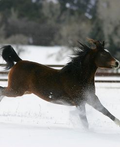 MI9E6307 Arab, Windspirit Arabians, Colorado