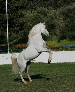 MI9E7531 Arab Stallion – Haleem – The Royal Stables, Jordan