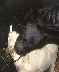 PIC29 Companion, Youngster & Goat