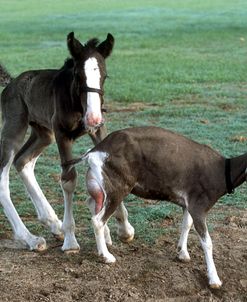 PIC92 Shire Foal & Goat