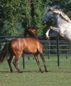 PIC120 Behaviour, Andalucians Fighting, Herradura Andalucians, TX