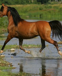 MI9E3834 Arab, Tagalong Stables, Canada 2007