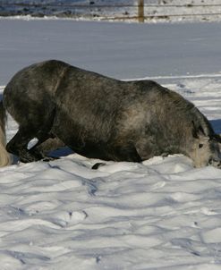 XR9C3921Trakehner Rolling In Snow, Meadowview Trakehners, AB