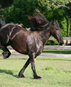 XR9C4523 Friesian Bucking, Bluffview Clydesdales & Friesians, FL