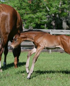 XR9C5363 Quarter Horse Mare & Foal, Bo – Bett Farm, FL