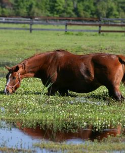 XR9C5401 Quarter Horse In Water, FL