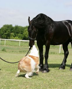 XR9C5821 Friesian & Dog, Owned By Joni Kahn, Training Resources, TX