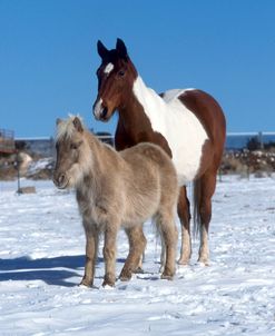 PIC416 Paint & Shetland, Snow, Nicky Minch Ranch, CO