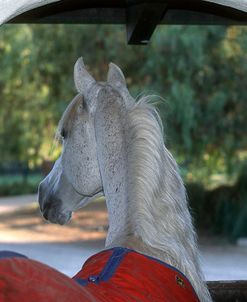 PIC501 Looking Out Of Stable, Arab Stallion – Szanghai – Om El Arabians, CA