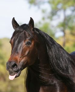 XR9C1201 Quarter Horse – Casey – Owned By Bob Racich – Rockridge, FL