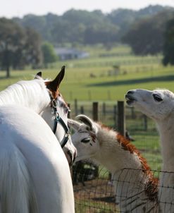 XR9C6739 Tovero Paint – Hitter –  & Llamas, Painted Feather Farm, FL