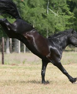 XR9C9747 Friesian – Hermes – Creek Colony, TX