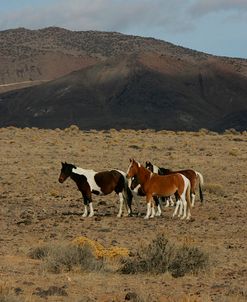 JQ4P1316 Wild Mustangs, BLM Nevada, USA