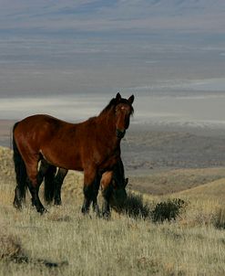JQ4P1641 Wild Mustangs, BLM Nevada, USA