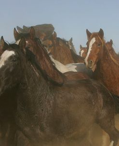 JQ4P1995 Mustang Holding Station, BLM Managed Mustangs, Nevada