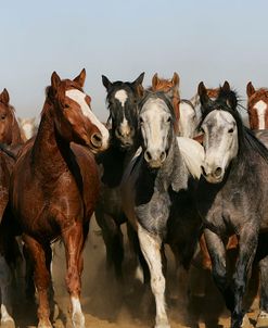 JQ4P2028 BLM Managed Mustangs, Nevada